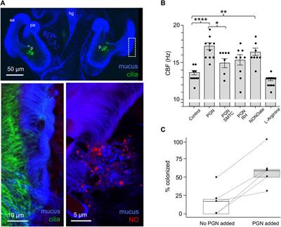 Ciliated epithelia are key elements in the recruitment of bacterial partners in the squid-vibrio symbiosis